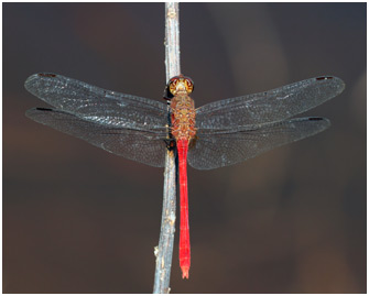 Rhodopygia hollandi mâle, Slender Redskimmer