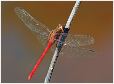 Rhodopygia hollandi mâle, Slender Redskimmer