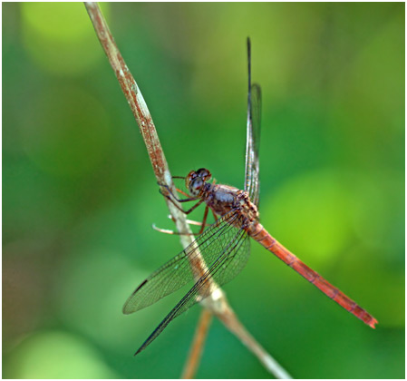 Rhodopygia hollandi femelle, Slender Redskimmer