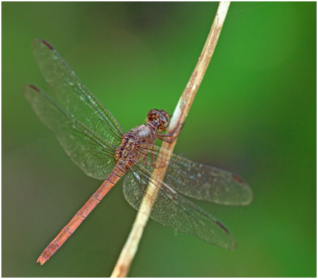 Rhodopygia hollandi femelle, Slender Redskimmer