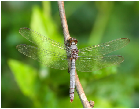 Rhodopygia pruinosa femelle, Dusty Redskimmer