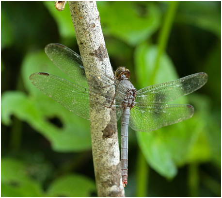 Rhodopygia pruinosa femelle, Dusty Redskimmer