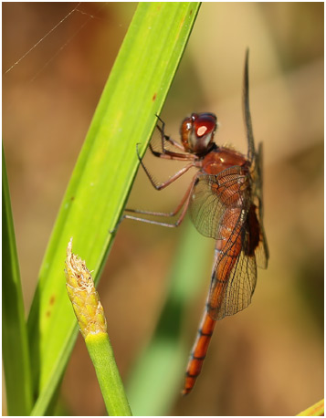 Tauriphila argo femelle, Arch-tipped Glider