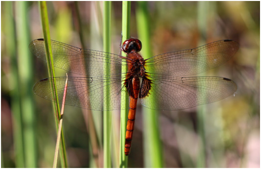 Tauriphila argo femelle, Arch-tipped Glider