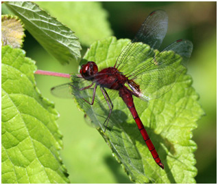 Tauriphila argo mâle, Arch-tipped Glider