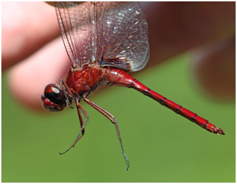 Tauriphila argo mâle, Arch-tipped Glider