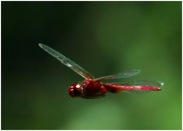 Tauriphila argo mâle, Arch-tipped Glider