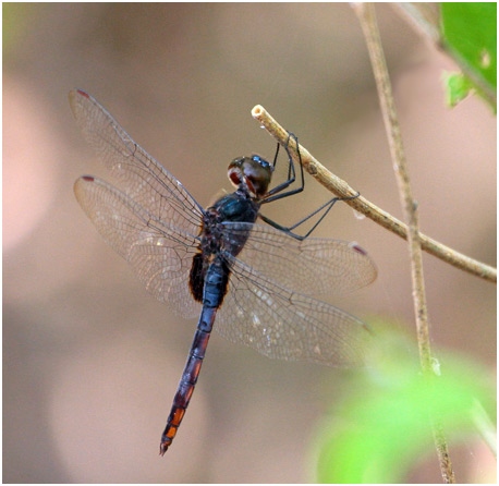 Tauriphila australis mâle, Garnet glider