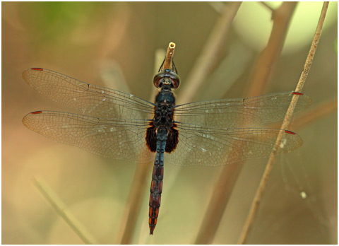 Tauriphila australis mâle, Garnet glider 