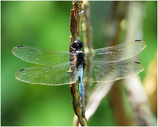 Tauriphila xiphea, White-tailed Glider