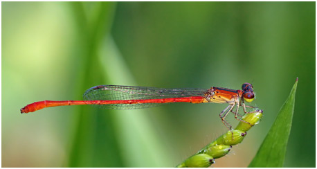 Telebasis corallina, Coralline Firetail