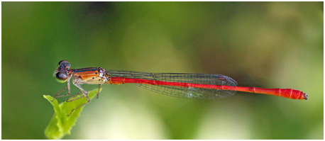 Telebasis corallina, Coralline Firetail