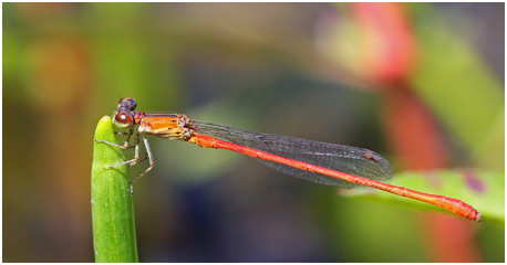 Telebasis corallina, Coralline Firetail