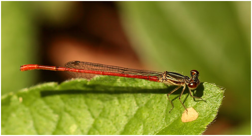 Telebasis filiola mâle, Striped Firetail