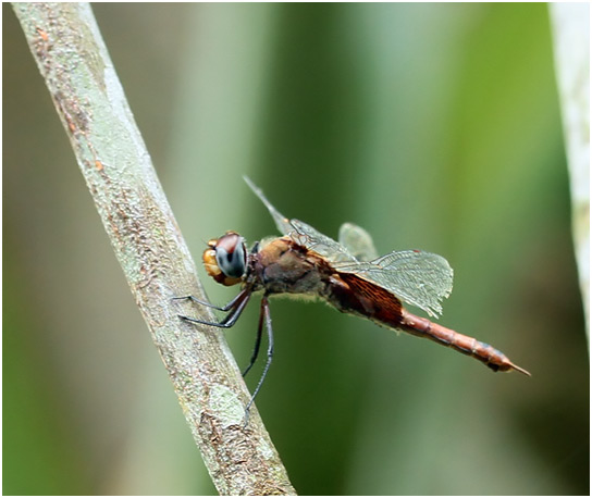 Tramea abdominalis femelle, Tramea abdominalis, Vermilion Saddlebags