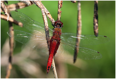 Tramea abdominalis, Vermilion Saddlebags