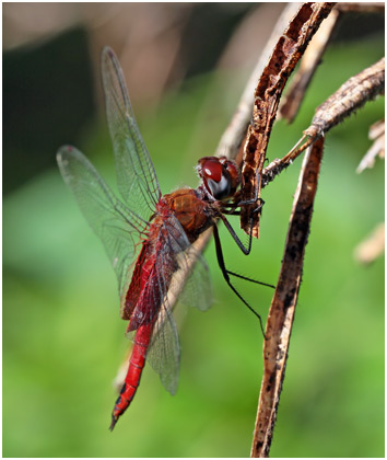 Tramea abdominalis, Vermilion Saddlebags