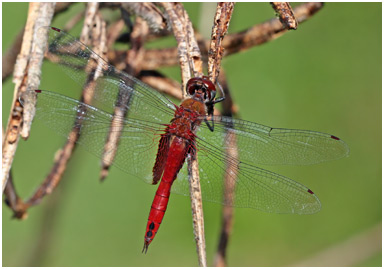 Tramea abdominalis, Vermilion Saddlebags