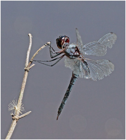 Tramea binotata mâle, Sooty Saddlebags