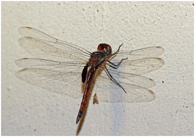 Tramea cophysa femelle