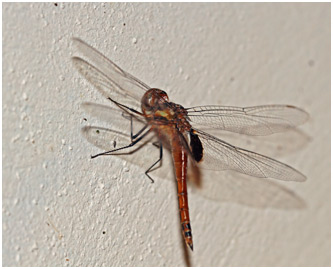 Tramea cophysa femelle