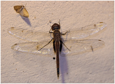 Tramea cophysa femelle