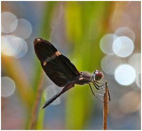 Zenithoptera lanei mâle, Clearspot Bluewing