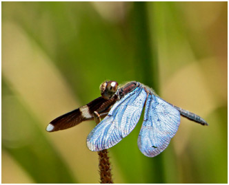 Zenithoptera lanei mâle, Clearspot Bluewing