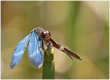 Zenithoptera lanei mâle, Clearspot Bluewing