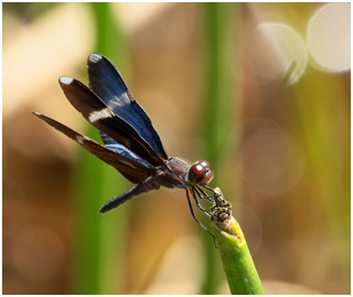 Zenithoptera lanei mâle, Clearspot Bluewing