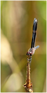 Zenithoptera lanei mâle, Clearspot Bluewing