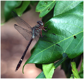 Zonophora campanulata femelle, Blacktail