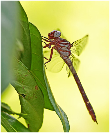 Zonophora campanulata femelle, Blacktail