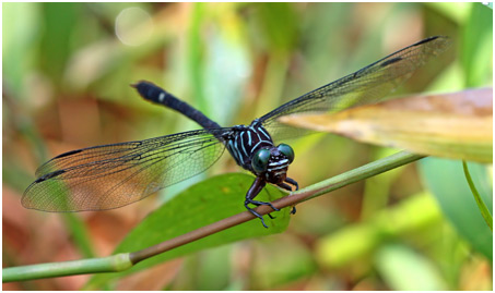 Zonophora campanulata femelle, Blacktail