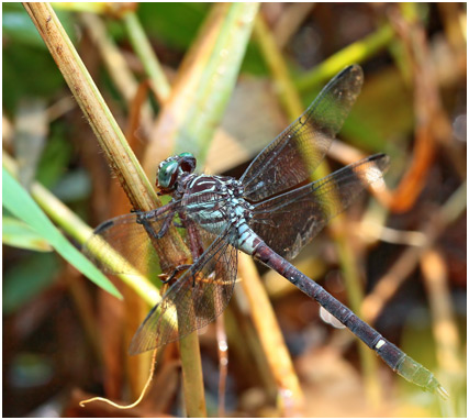 Zonophora campanulata femelle, Blacktail