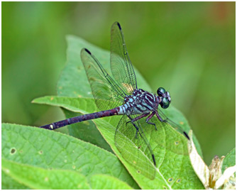 Zonophora campanulata femelle, Blacktail