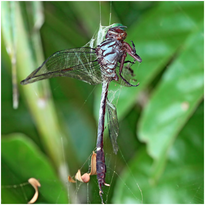 Zonophora campanulata mâle, Blacktail