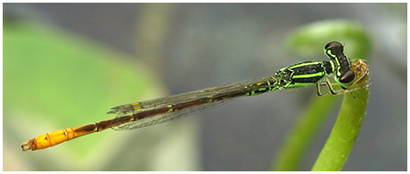 Agriocnemis minima mâle