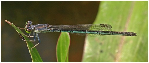 Agriocnemis nana femelle