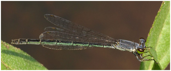 Agriocnemis nana femelle