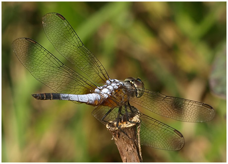 Brachydiplax chalybea mâle