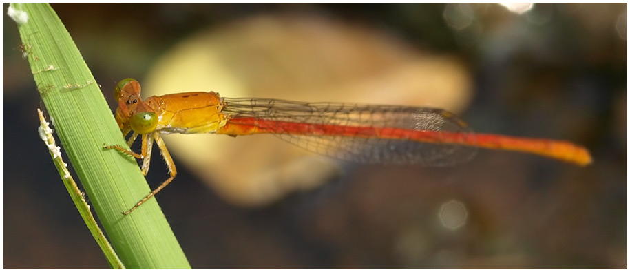 Ceriagrion sp.