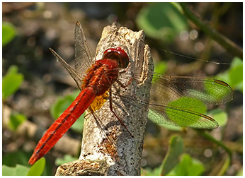 Crocothemis servilia mâle