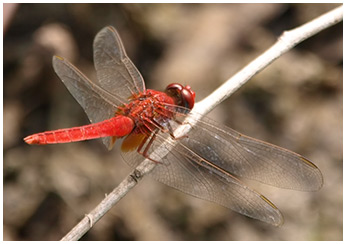 Crocothemis servilia mâle