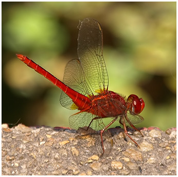 Crocothemis servilia mâle