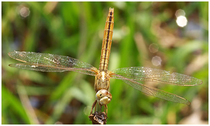 Crocothemis servilia femelle