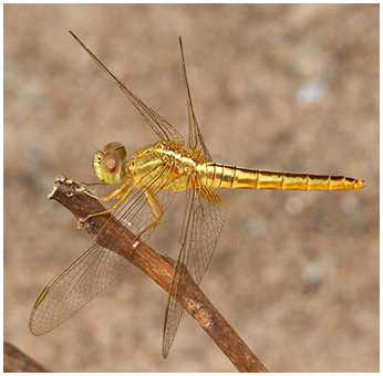 Crocothemis servilia femelle