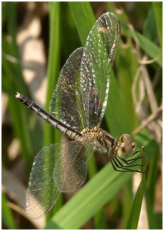 Diplacodes nebulosa femelle