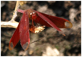 Neurothemis fulvia