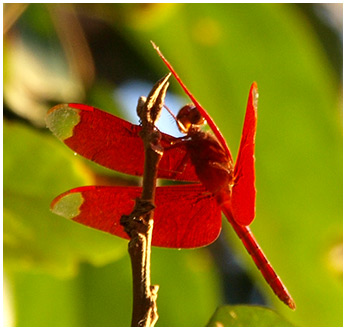 Neurothemis fulvia